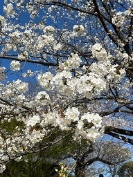 新宿御苑3-13山桜.jpg