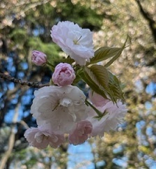 新宿御苑3-16.jpg