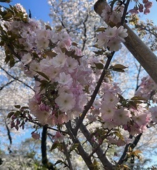 新宿御苑3-17汀桜.jpg