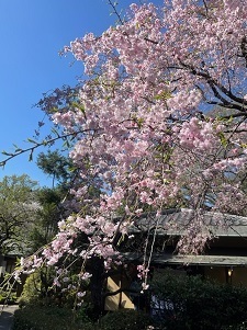 新宿御苑3-4.jpg