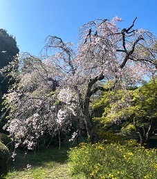 新宿御苑3-6.jpg