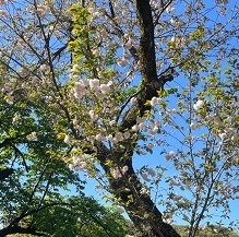 新宿御苑3-7一葉.jpg