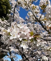 新宿御苑3-8小汐山.jpg