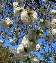 新宿御苑3-9十二月桜.jpg