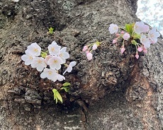 松前城-11.jpg