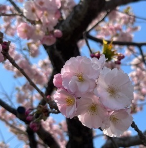 松前城-4.jpg