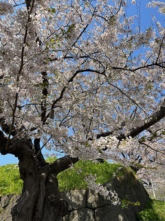 松前城-5.jpg