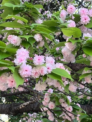 桜2-10.jpg