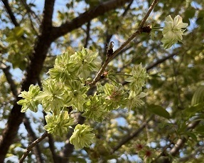 桜2-11.jpg