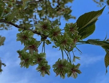 桜2-12.jpg
