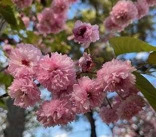 桜2-13.jpg