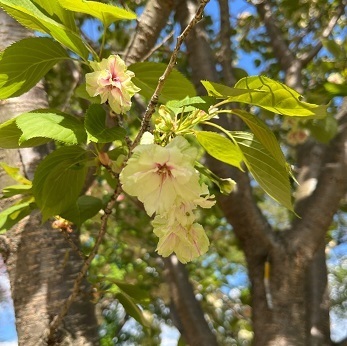 桜2-14.jpg