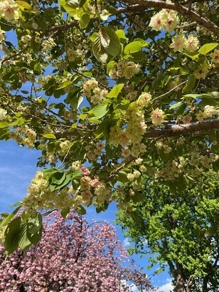 桜2-15.jpg
