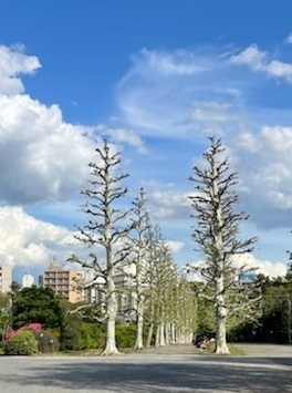 桜2-16.jpg