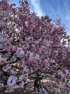 桜2-17.jpg