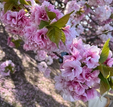 桜2-18.jpg