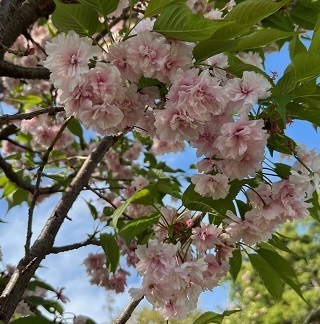 桜2-19.jpg