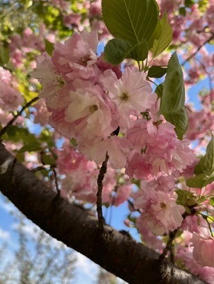桜2-20.jpg