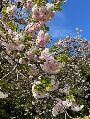 桜2-21.jpg