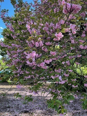 桜2-4.jpg