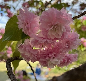 桜2-5.jpg