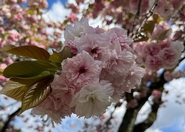 桜2-6.jpg