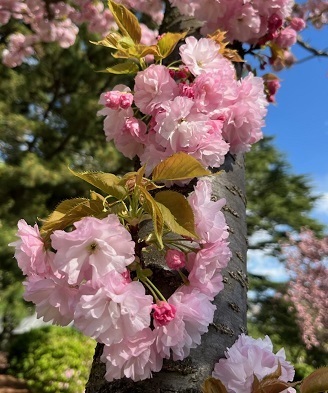 桜2-7.jpg