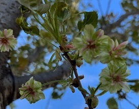 桜2-8.jpg