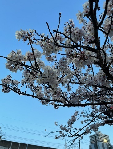 満開後-2.jpg
