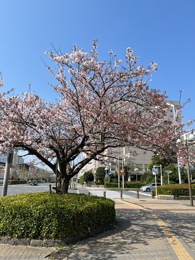 満開後2.jpg