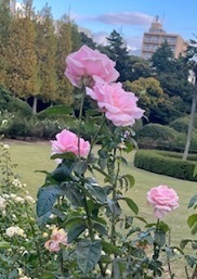秋バラ-12.jpg