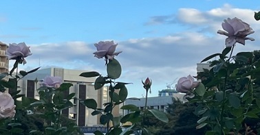 秋バラ-14.jpg