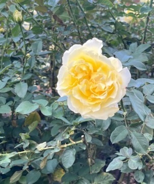 秋バラ-7.jpg