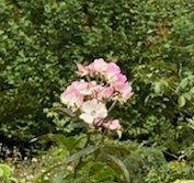 秋薔薇ー1.jpg