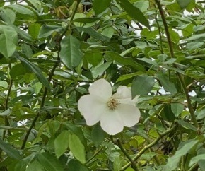 秋薔薇ー3.jpg