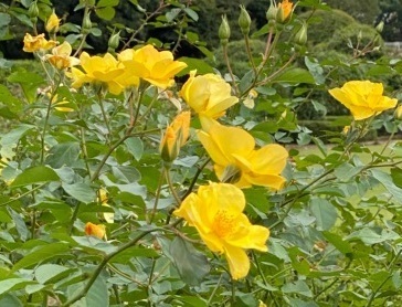 秋薔薇ー4.jpg