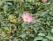 秋薔薇ー5.jpg