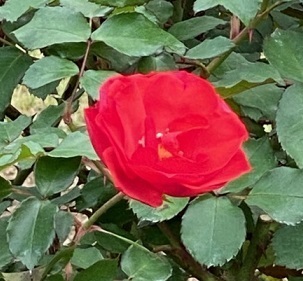 秋薔薇ー6.jpg