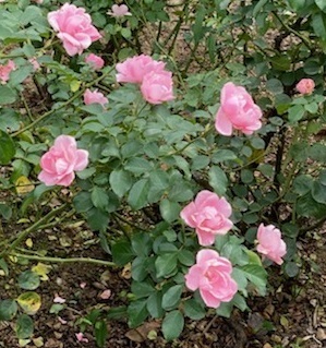 秋薔薇ー7.jpg