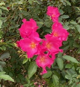 秋薔薇ー8.jpg