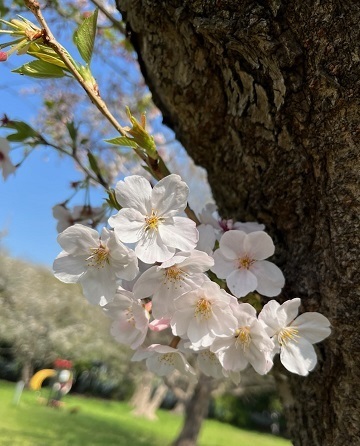 美浜公園2-4.jpg