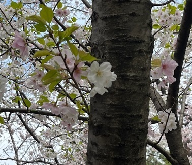 美浜公園4.jpg