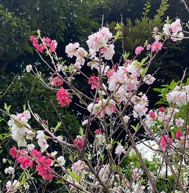 美浜公園6.jpg