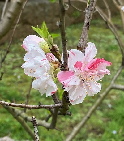 美浜公園7.jpg