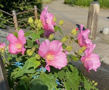 芙蓉6.jpg