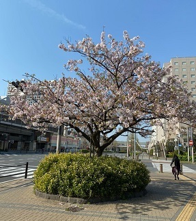花と月2.jpg