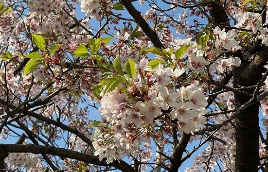 花と月4.jpg