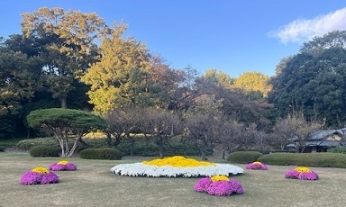 菊1-10.jpg