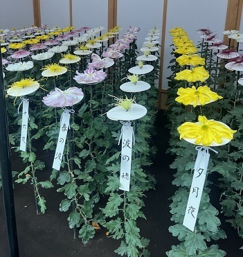 菊1-11.jpg