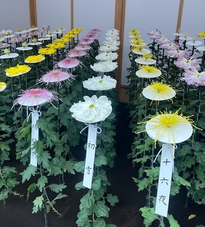 菊1-12.jpg